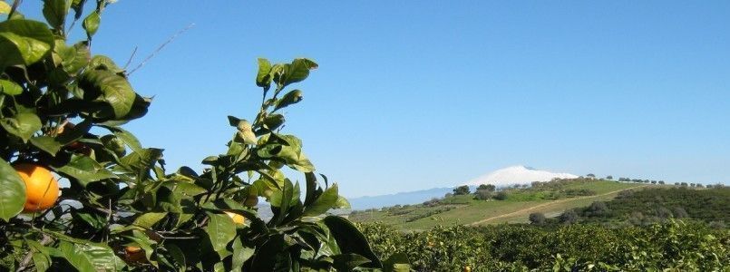 Azienda agricola Arancia Natura