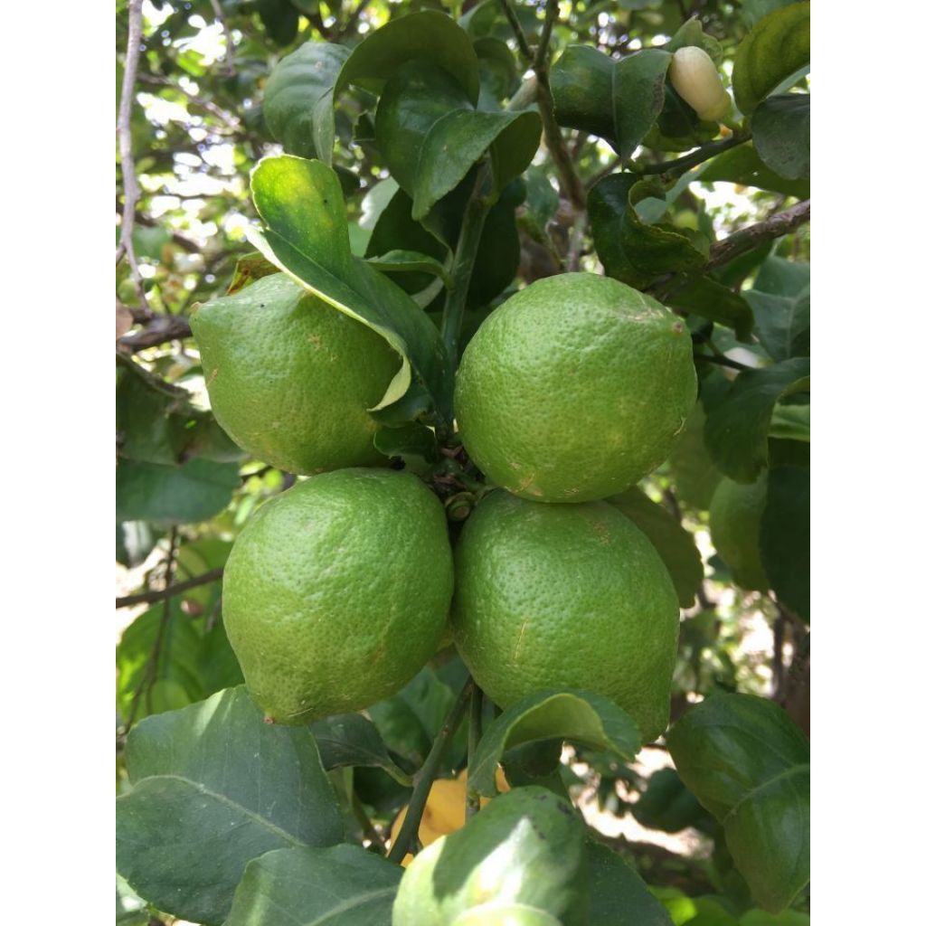 Limoni 10 Kg