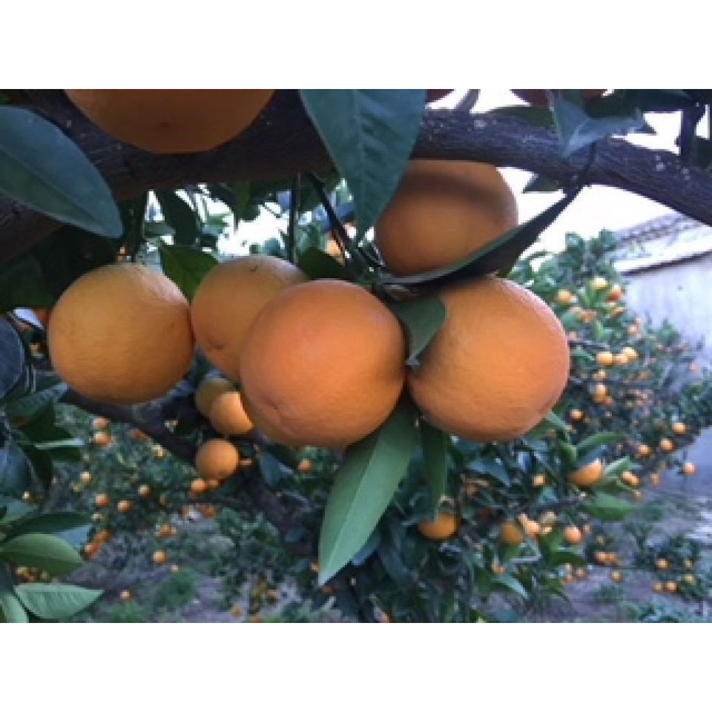 Arance tarocco
