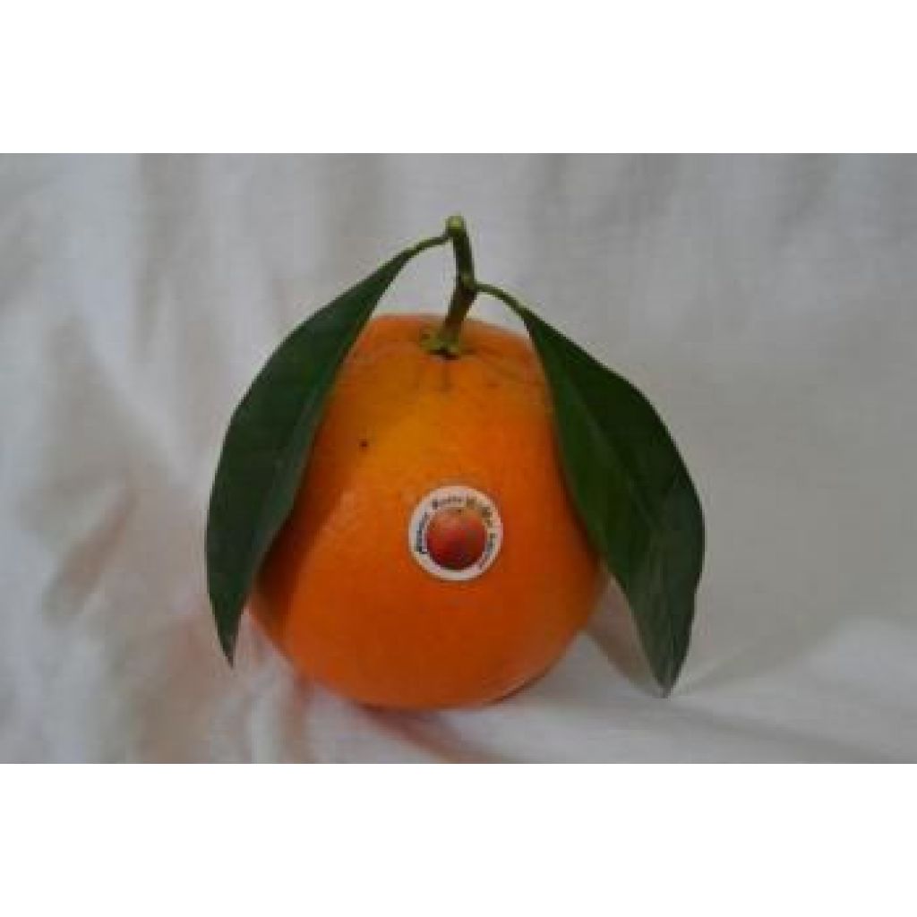 Arance Tarocco formato piccolo - 28 Kg