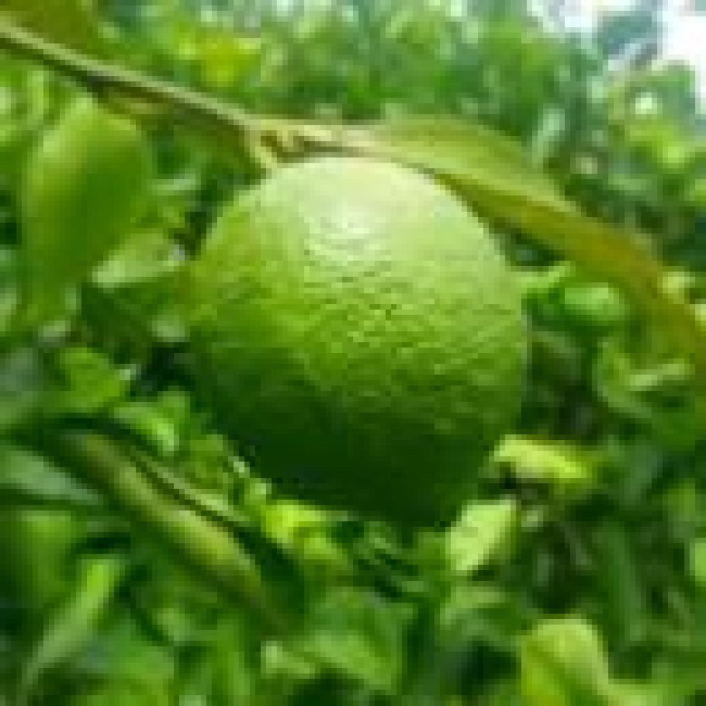 Cassetta di Limoni Verdelli - 10 Kg