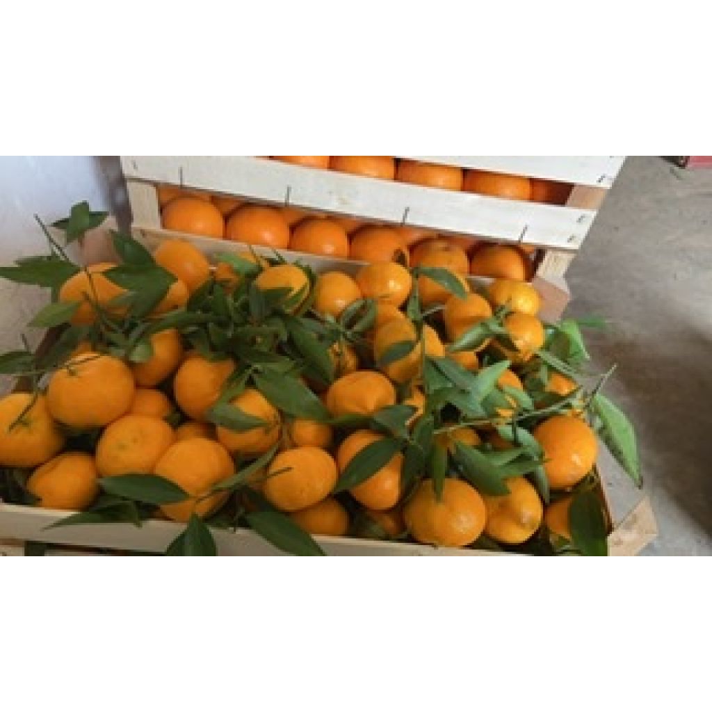Cassetta di mandarini Kg 10
