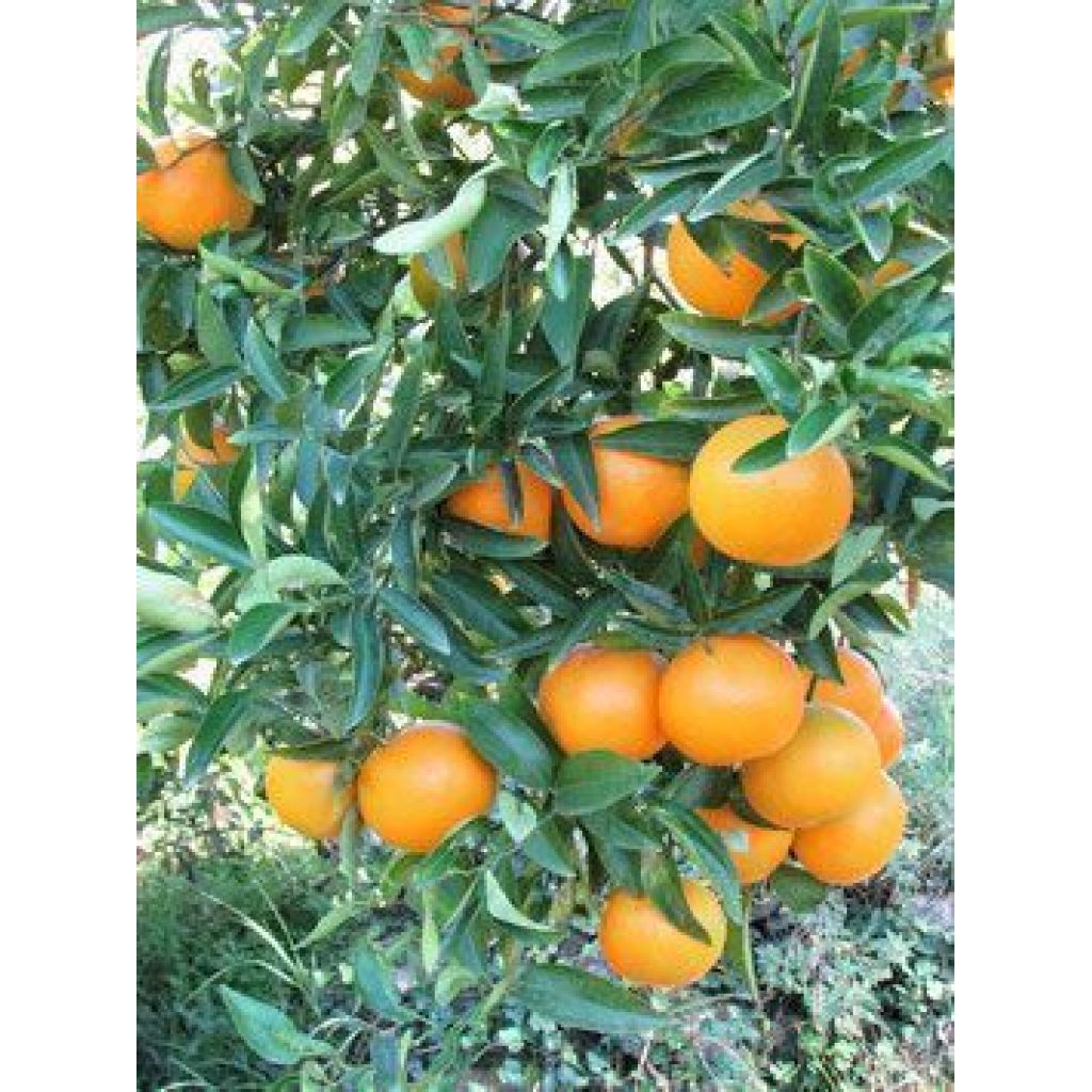 Confezione 16,5Kg di Clementine Nova