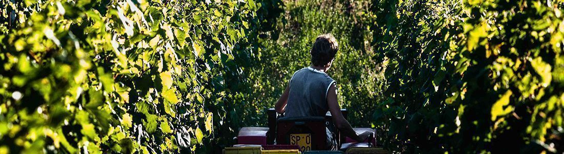 Terre Apuane di Emanuele Crudeli Societ&agrave; Agricola S.r.l.