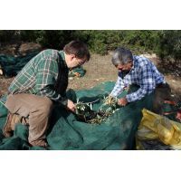 raccolta-olive12_big