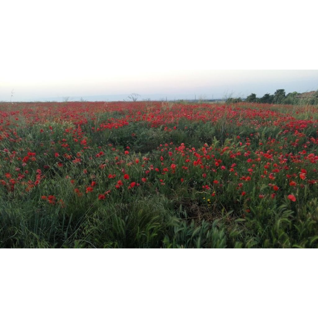 Cece completamente naturale 1 Kg