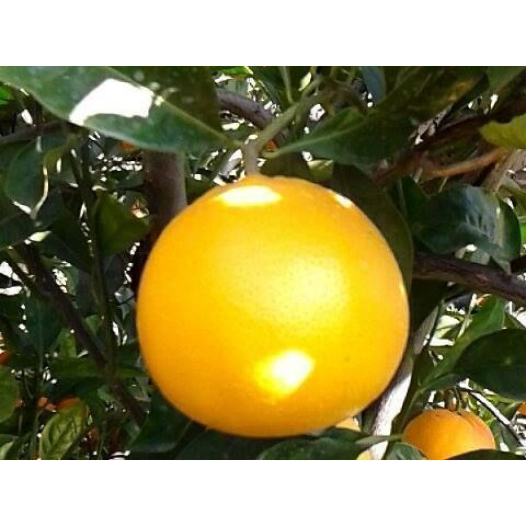 Arance tarocco gallo 15 Kg