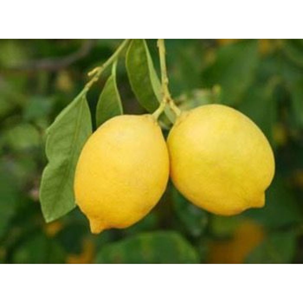Limoni
