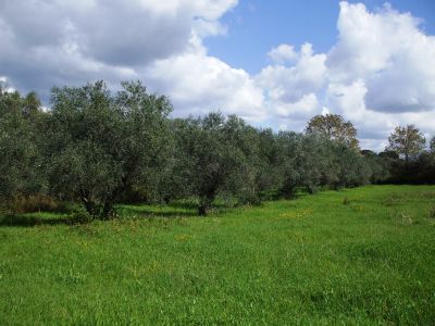 Azienda Agricola Chiaramonte Leone