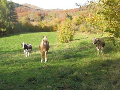 Agriturismo Campolungo