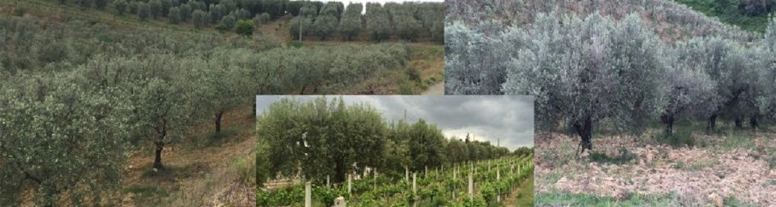 Azienda Agricola Baffa Giuseppe