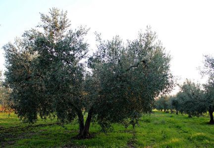 Azienda Agricola Domenico Minafra