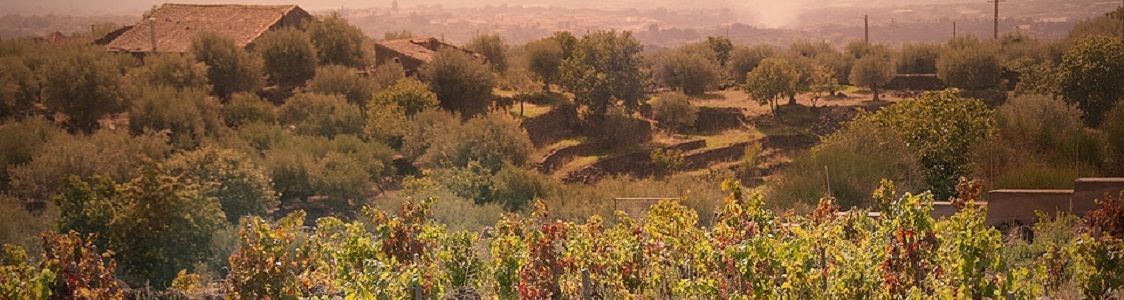 GIUSAFRA SOC AGR. s.a.s.