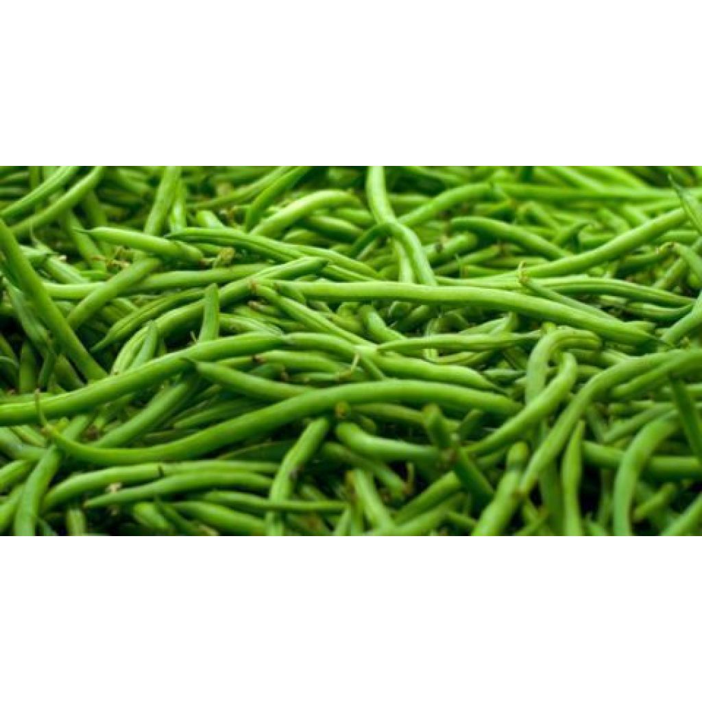 Fagiolini Verdi