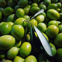 12804268_1576537449337463_1966986971_n