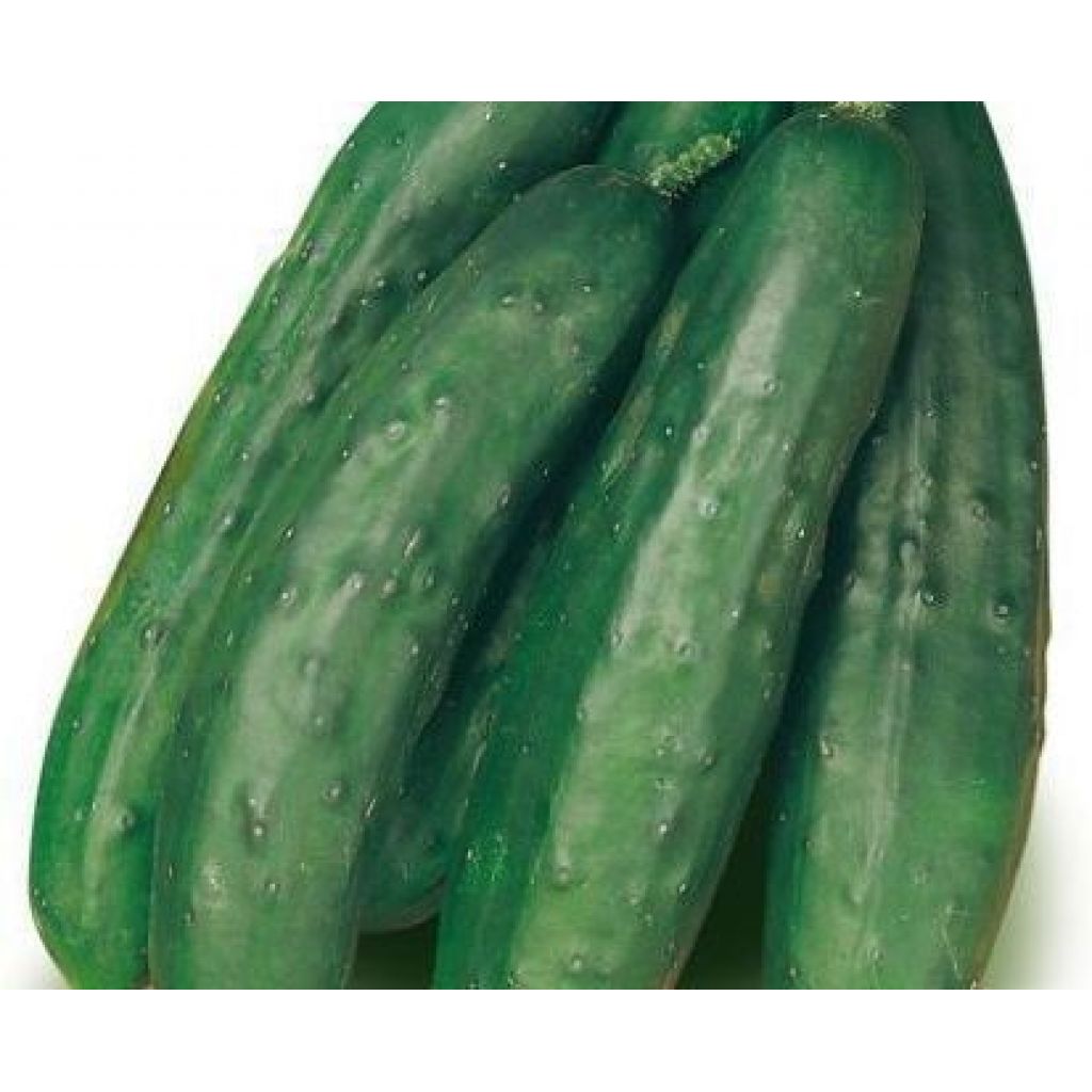 Cetrioli prezzo 500gr