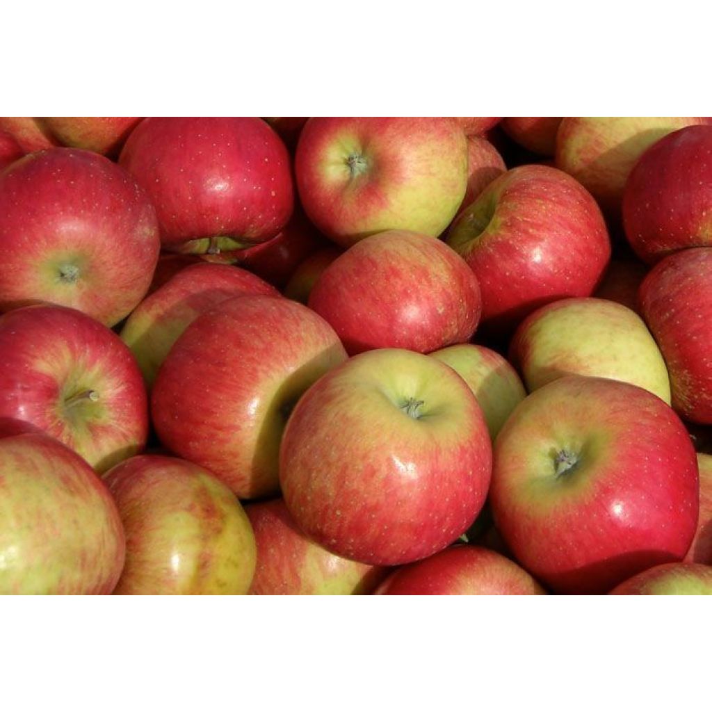 Mele crimson crisp prezzo al Kg