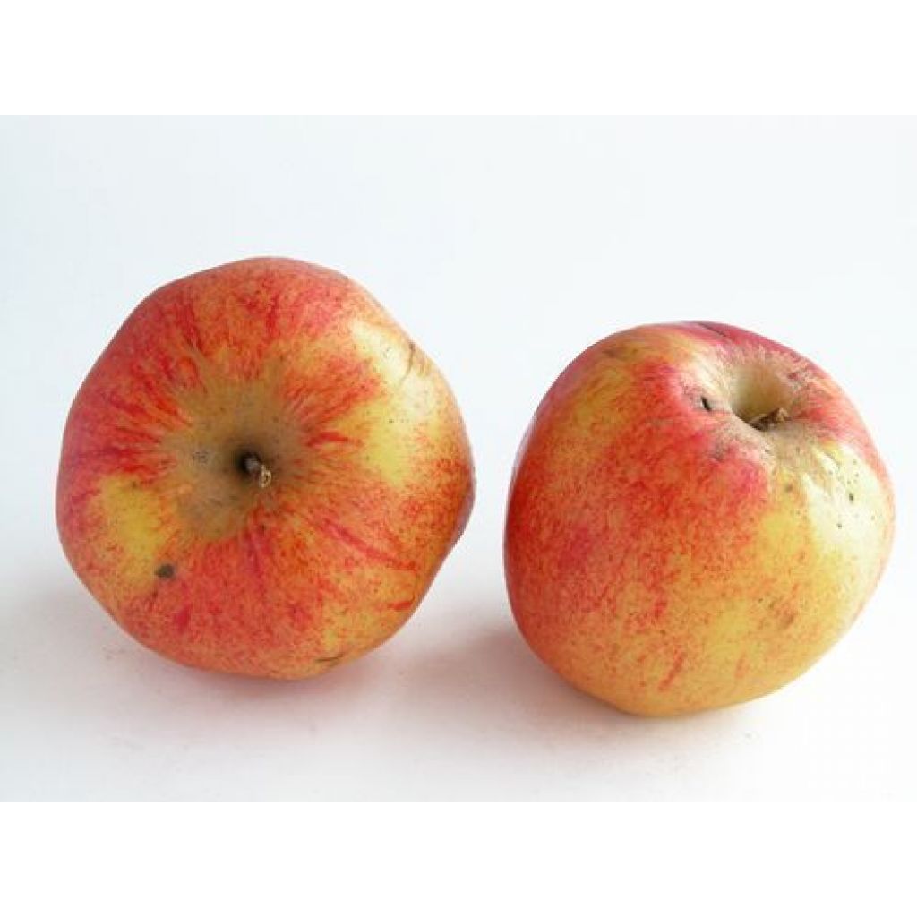 Mele ren&egrave; prezzo al Kg