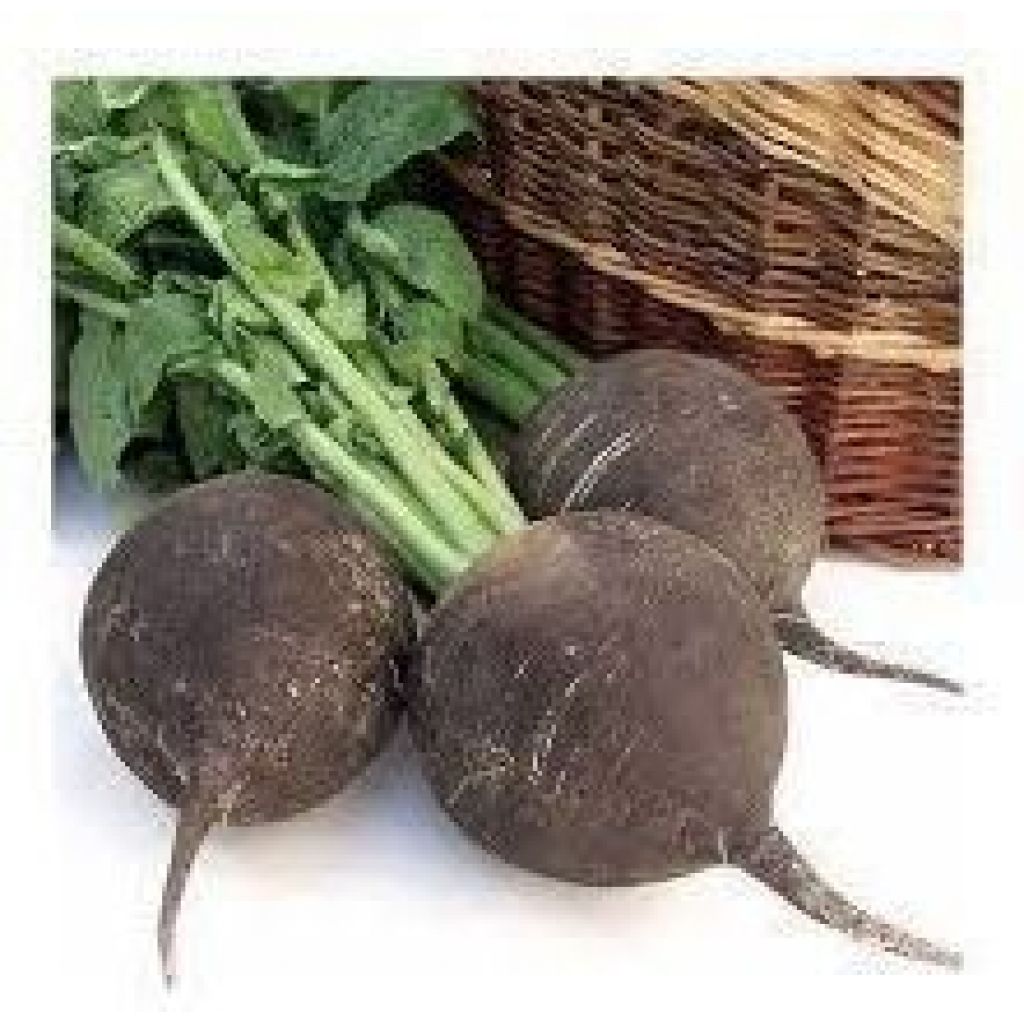 Rapanello nero invernale