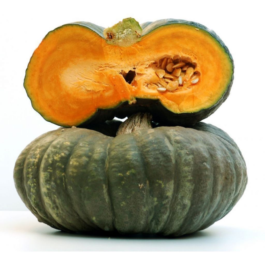 Zucca