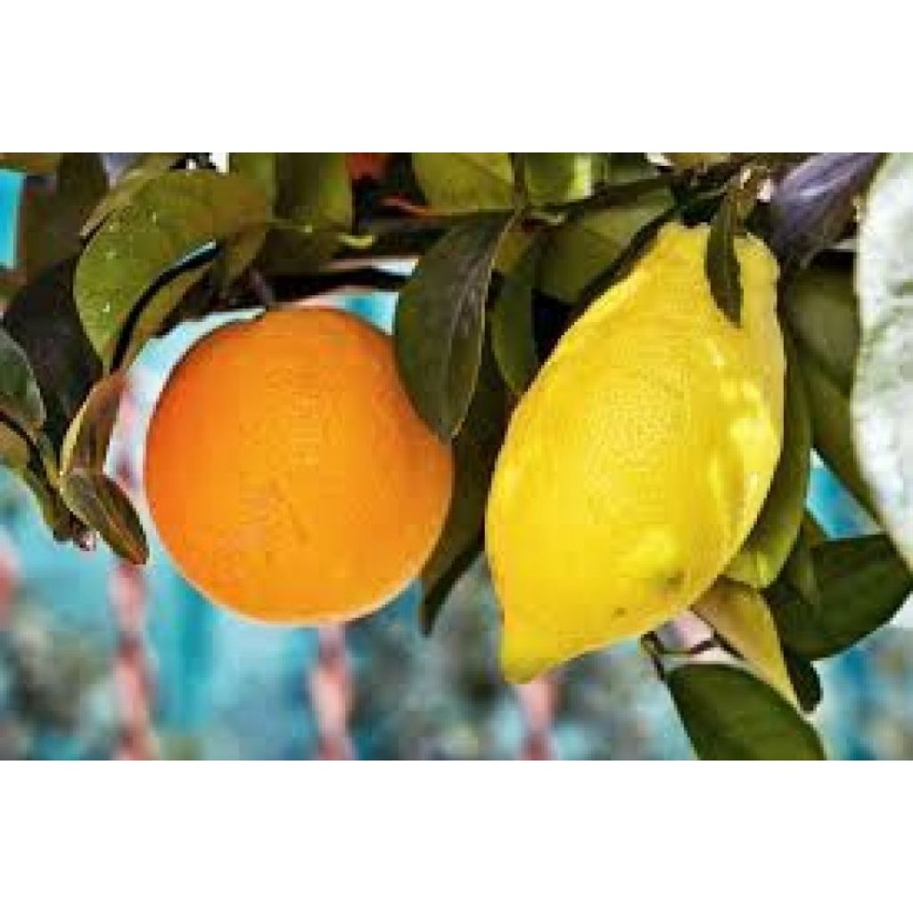 ARANCE_TAROCCO_TAVOLA10KG_E_LIMONI4KG