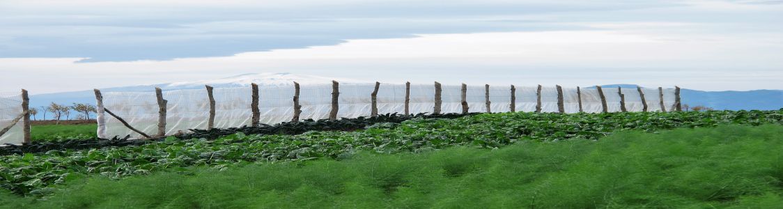 Azienda agricola biologica Arbitrio