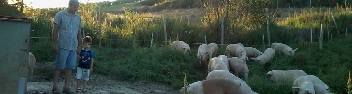 AZ agr il vitello bianco