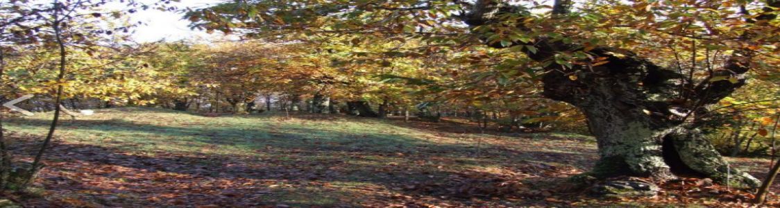 La Bucolika di Fazzano