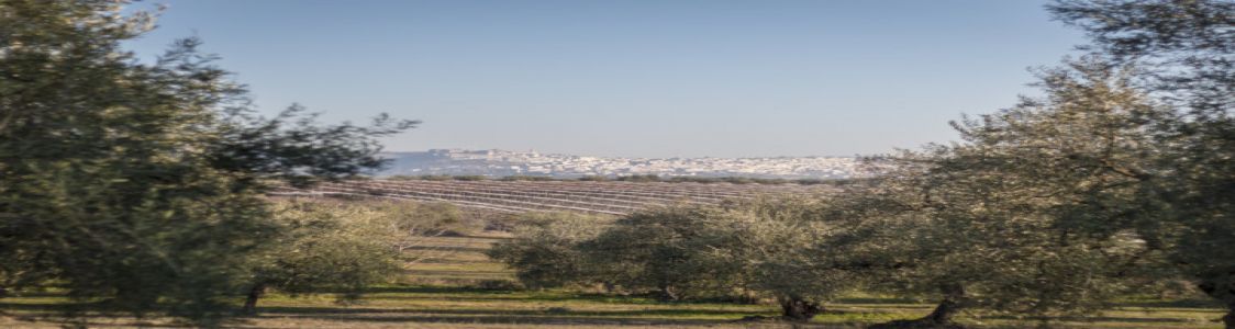 Terradiva - Olio evo e mandorle biologiche