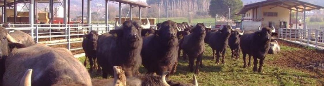 Casearia AgricolSud s.r.l