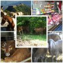 Azienda Agricola "Campavita"