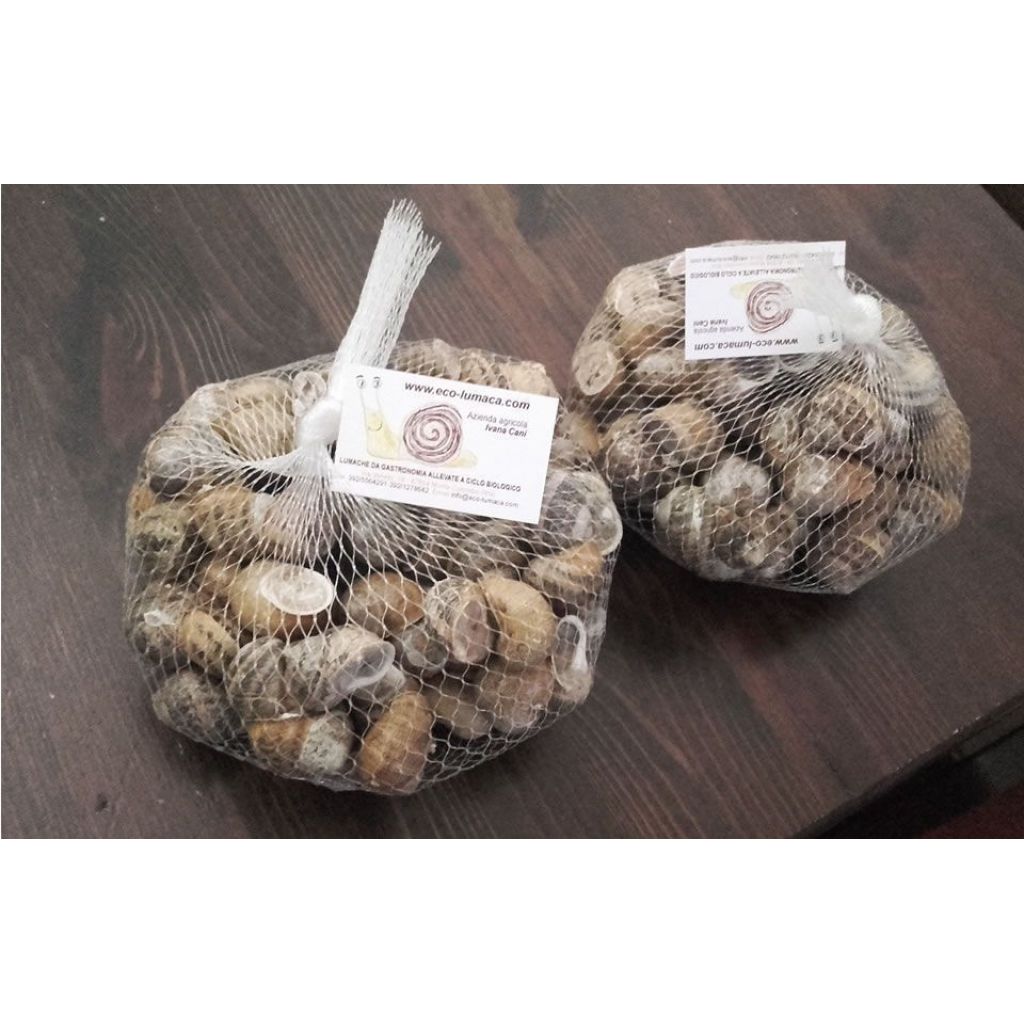 Lumache da gastronomia - 1 Kg
