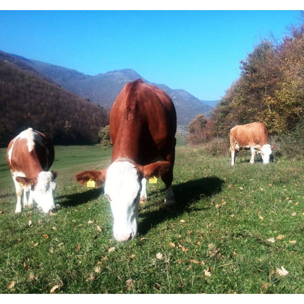 CACIOTTA BIO "DAGLI ANNI ANTICHI"