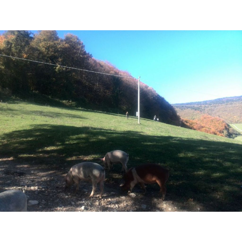 PACCO CARNE DI MAIALE BIOLOGICO "SUINO DELLA MARCA" da 3 Kg