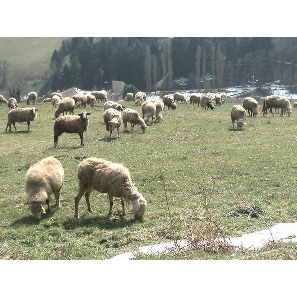 PECORINO BIO "LO SPIRITO E LA TERRA"