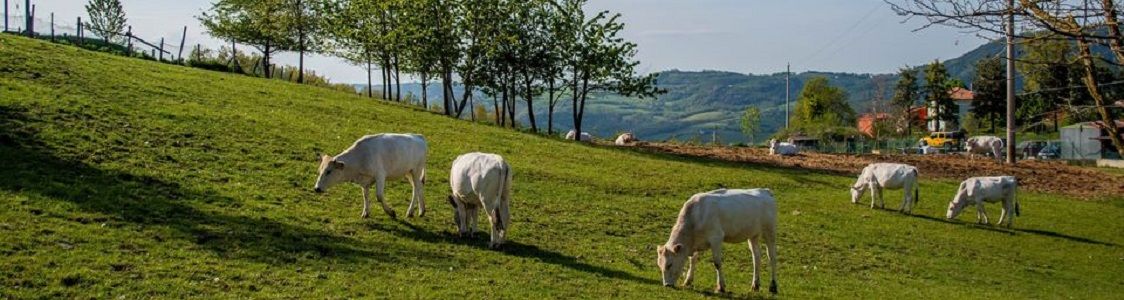 Santa Rita Bio Caseificio Sociale