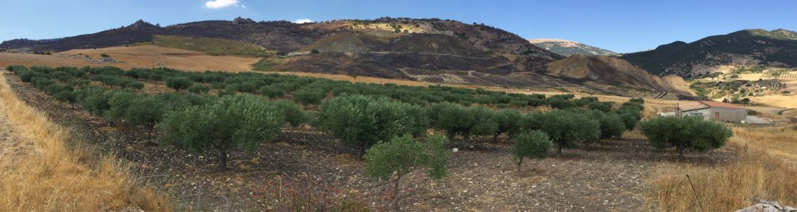 Oleificio F.lli Monteleone