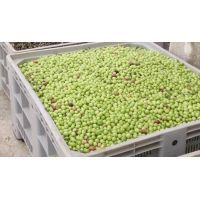 7 ceste con olive verdi