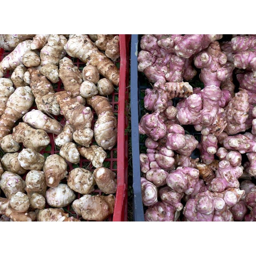 Topinambur cestino 500g