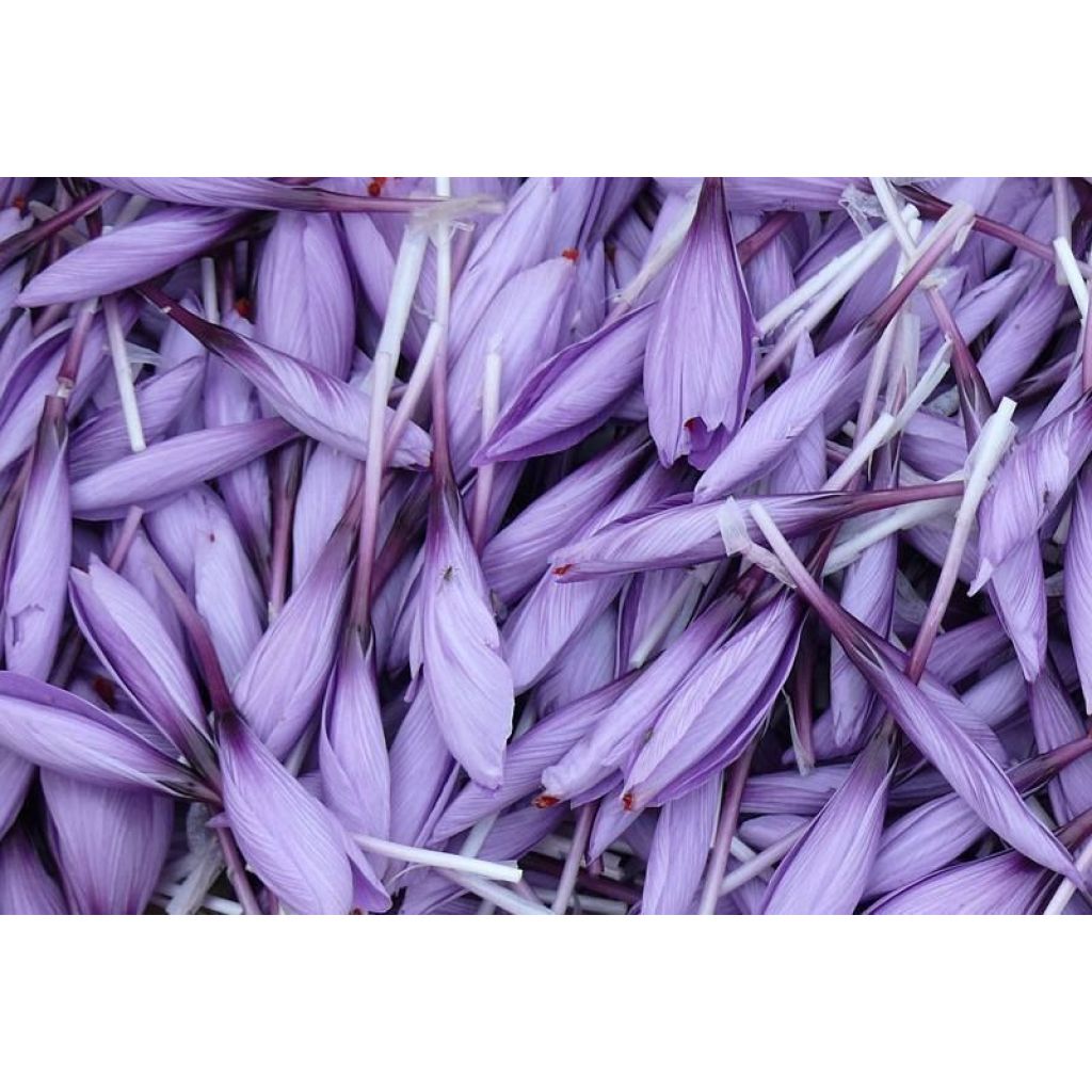 Zafferano confezione: bustina da 0.16 g