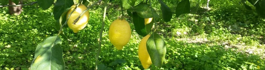 Azienda agricola Mario Romeo