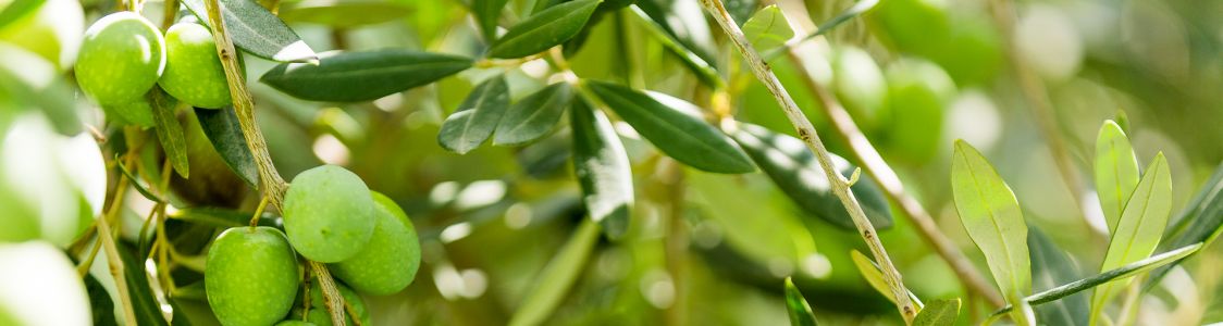 Impresa agricola Bonsignore Marco