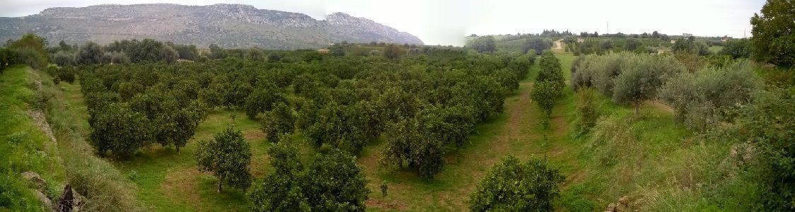 Ditta Michele Adorno