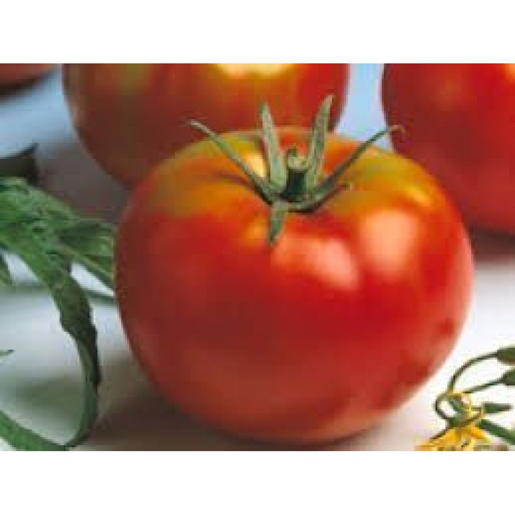 POMODORO TONDO LISCIO