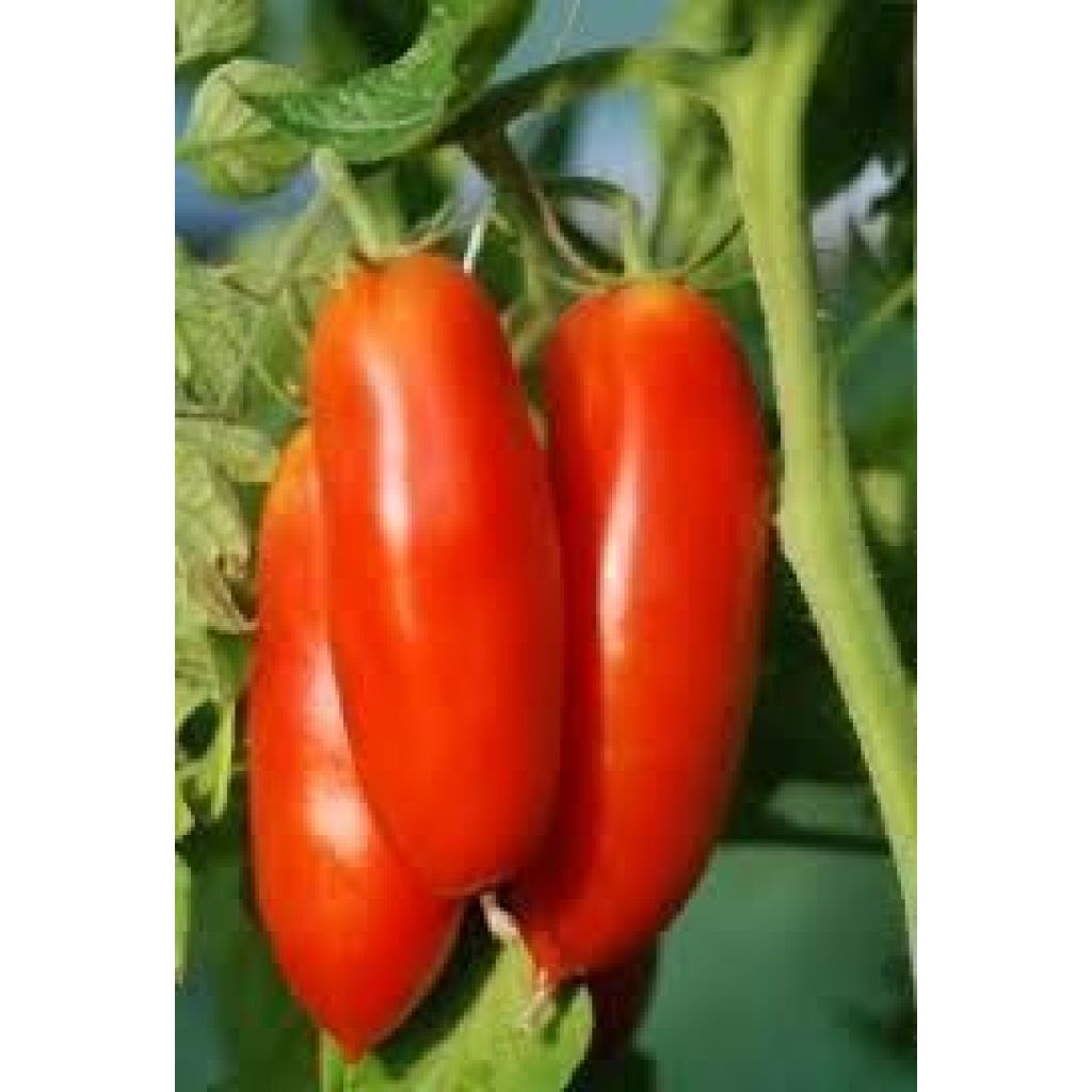 POMODORO SAN MARZANO