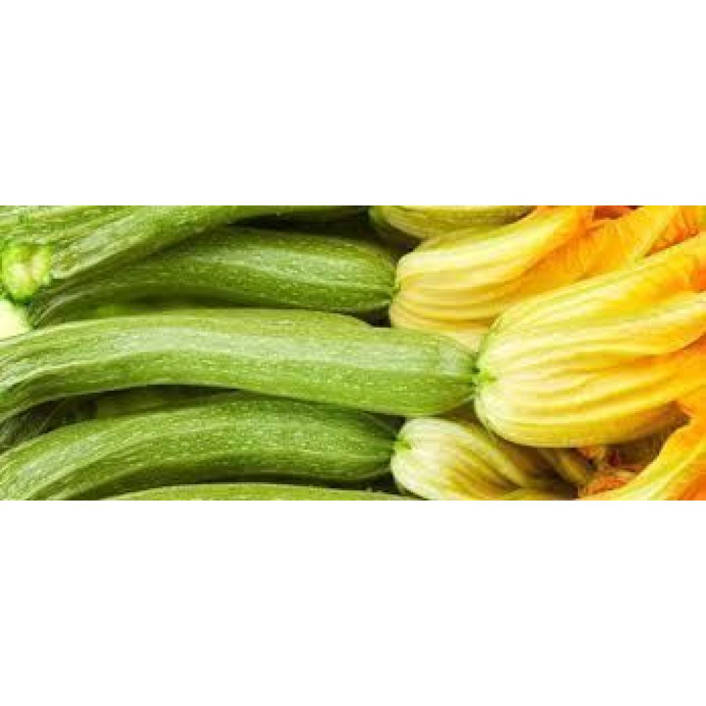 ZUCCHINI
