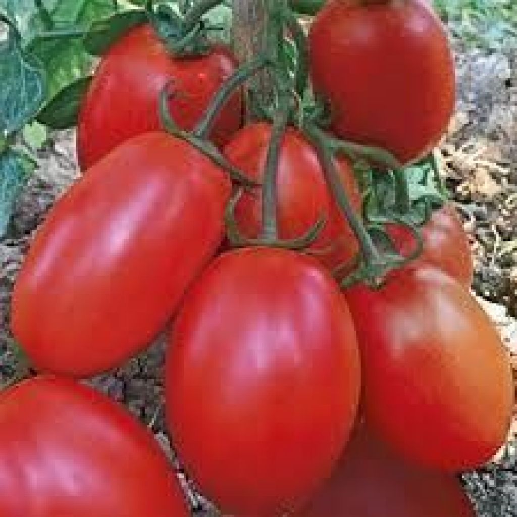 POMODORO CENCARA