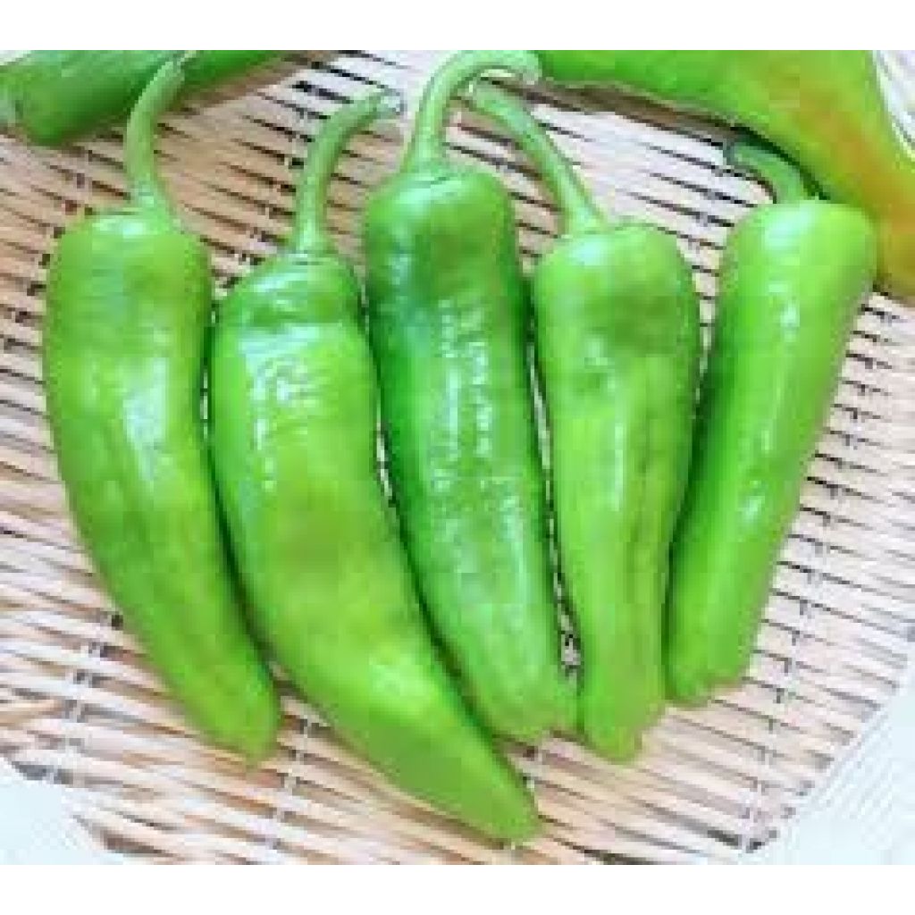 PEPERONE FRIGGITELLO