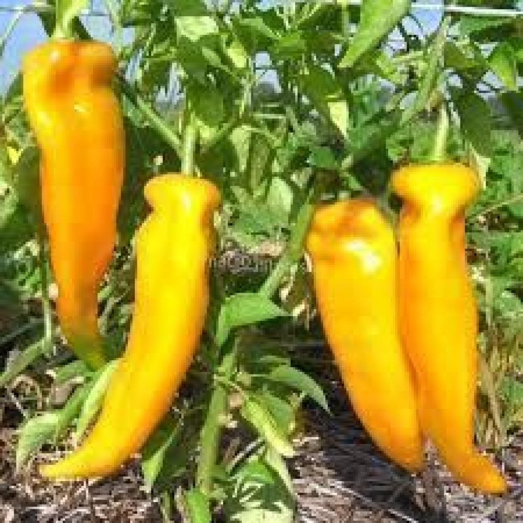 PEPERONI CORNO DI TORO