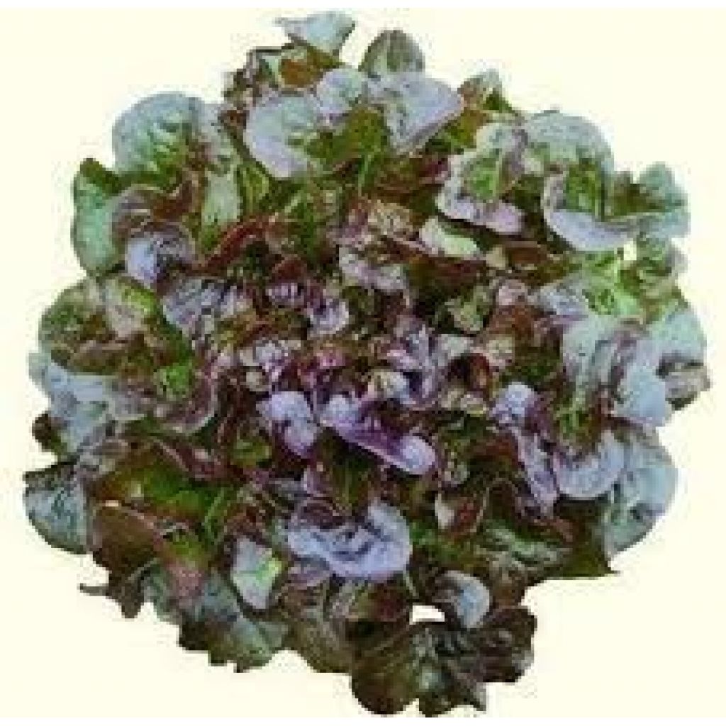 INSALATA FOGLIA DI QUERCIA ROSSA